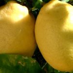 citrons